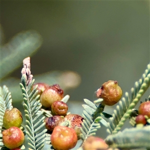 Austroacacidiplosis botrycephalae at Holder, ACT - Yesterday by Hejor1