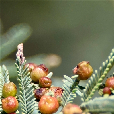 Austroacacidiplosis botrycephalae (A Gall Midge) at Holder, ACT - 1 Nov 2025 by Hejor1
