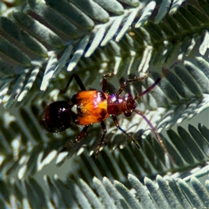 Trilaccus mimeticus at Holder, ACT - 1 Nov 2025 by Hejor1