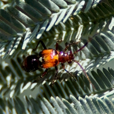 Trilaccus mimeticus (Braconid-mimic plant bug) at Holder, ACT - 1 Nov 2025 by Hejor1