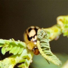 Peltoschema hamadryas (Hamadryas leaf beetle) at Holder, ACT - 1 Nov 2025 by Hejor1