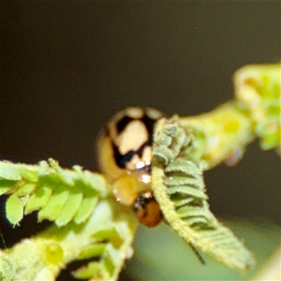 Peltoschema hamadryas (Hamadryas leaf beetle) at Holder, ACT - 1 Nov 2025 by Hejor1