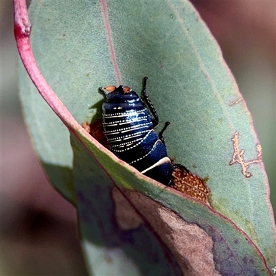 Ellipsidion australe (Austral Ellipsidion cockroach) at Holder, ACT - 1 Nov 2025 by Hejor1