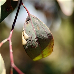 Creiis corniculatus at Holder, ACT - 1 Nov 2025 by Hejor1