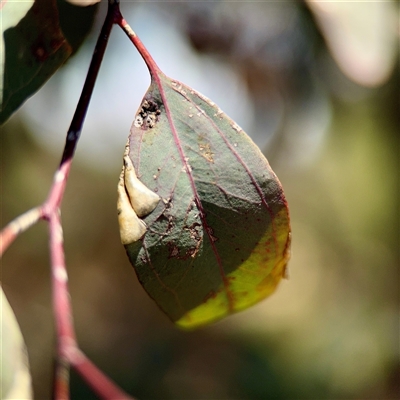 Creiis corniculatus at Holder, ACT - 1 Nov 2025 by Hejor1