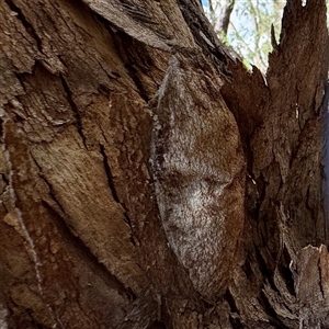 Chelepteryx collesi (White-stemmed Gum Moth) at Holder, ACT - 1 Nov 2025 by Hejor1