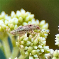 Germalus victoriae (A seed bug) at Holder, ACT - 1 Nov 2025 by Hejor1