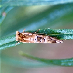Moerarchis inconcisella (A tineid moth) at Holder, ACT - 1 Nov 2025 by Hejor1