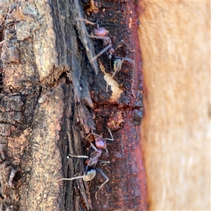 Iridomyrmex purpureus (Meat Ant) at Holder, ACT - 1 Nov 2025 by Hejor1