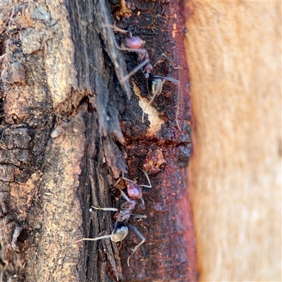 Iridomyrmex purpureus (Meat Ant) at Holder, ACT - 1 Nov 2025 by Hejor1
