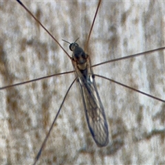 Limoniidae (family) (Unknown Limoniid Crane Fly) at Holder, ACT - 1 Nov 2025 by Hejor1