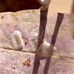 Cardiaspina sp. (genus) (Lace or Basket lerp) at Holder, ACT - 1 Nov 2025 by Hejor1