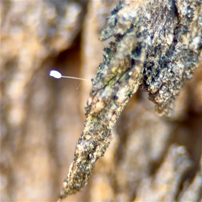 Neuroptera (order) (Unidentified lacewing) at Holder, ACT - 1 Nov 2025 by Hejor1