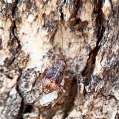 Hemiptera (order) at Holder, ACT - 1 Nov 2025 by Hejor1