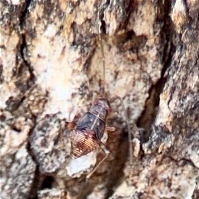 Hemiptera (order) at Holder, ACT - 1 Nov 2025 by Hejor1