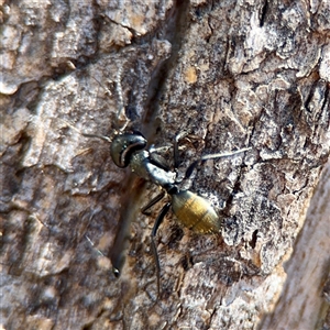 Camponotus aeneopilosus at Holder, ACT - Yesterday by Hejor1
