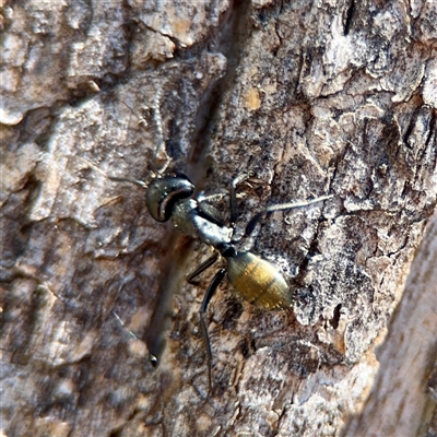 Camponotus aeneopilosus (A Golden-tailed sugar ant) at Holder, ACT - 1 Nov 2025 by Hejor1
