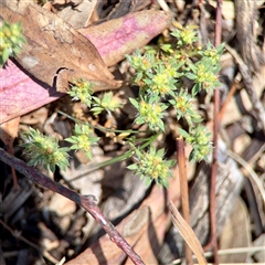 Paronychia brasiliana (Brazilian Whitlow) at Holder, ACT - 1 Nov 2025 by Hejor1