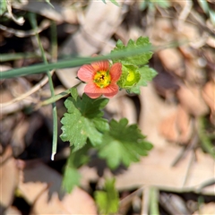 Modiola caroliniana (Red-flowered Mallow) at Holder, ACT - 1 Nov 2025 by Hejor1