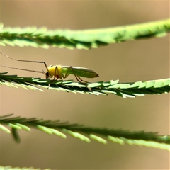 Chironomidae (family) (Non-biting Midge) at Holder, ACT - 1 Nov 2025 by Hejor1
