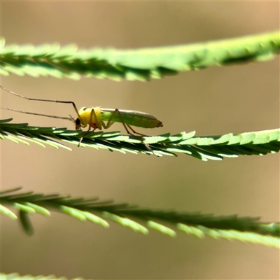 Chironomidae (family) (Non-biting Midge) at Holder, ACT - 1 Nov 2025 by Hejor1