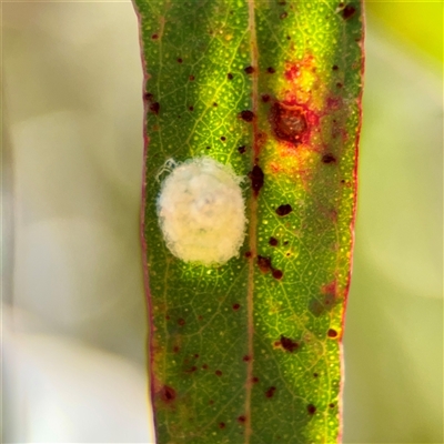 Glycaspis sp. (genus) (Unidentified sugary lerp) at Holder, ACT - 1 Nov 2025 by Hejor1