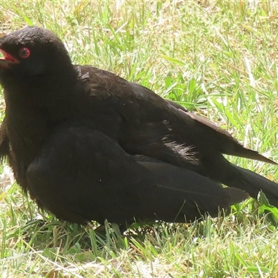 Corcorax melanorhamphos (White-winged Chough) at Griffith, ACT - 1 Nov 2025 by RobParnell