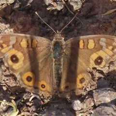 Junonia villida (Meadow Argus) at Weetangera, ACT - 30 Oct 2025 by RobParnell