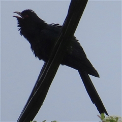 Eudynamys orientalis (Pacific Koel) at Griffith, ACT - 29 Oct 2025 by RobParnell