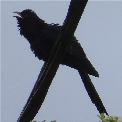 Eudynamys orientalis (Pacific Koel) at Griffith, ACT - 29 Oct 2025 by RobParnell