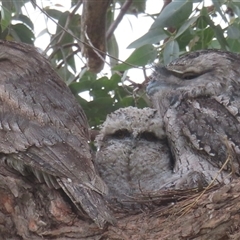 Podargus strigoides (Tawny Frogmouth) at Griffith, ACT - 29 Oct 2025 by RobParnell