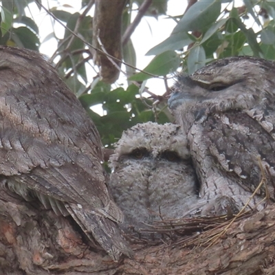 Podargus strigoides (Tawny Frogmouth) at Griffith, ACT - 29 Oct 2025 by RobParnell