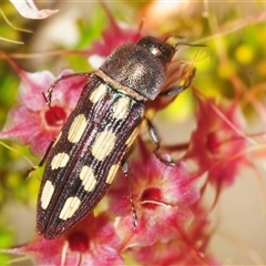 Castiarina parallela (A Jewel Beetle) at Cavan, NSW - 1 Nov 2025 by Harrisi