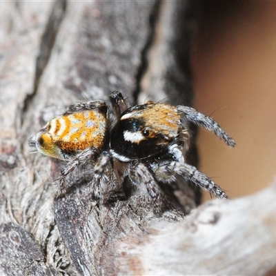 Maratus plumosus (Plumed Peacock Spider) at Mullion, NSW - 1 Nov 2025 by Harrisi