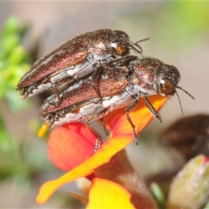 Ethonion leai (Root-galling jewel beetle) at Yarralumla, ACT - Yesterday by Harrisi