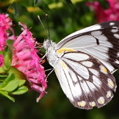 Belenois java (Caper White) at Acton, ACT - 31 Oct 2025 by TimL