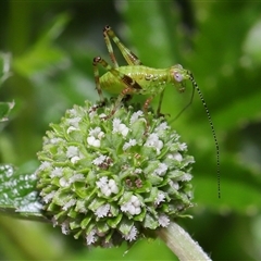 Torbia viridissima (Gum Leaf Katydid) at Acton, ACT - 31 Oct 2025 by TimL
