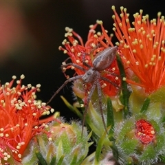 Oxyopes (genus) (Lynx spider) at Acton, ACT - 31 Oct 2025 by TimL