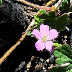 Geranium solanderi var. solanderi (Native Geranium) at Hawker, ACT - 1 Nov 2025 by sangio7