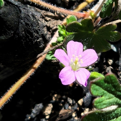 Geranium solanderi var. solanderi (Native Geranium) at Hawker, ACT - 1 Nov 2025 by sangio7