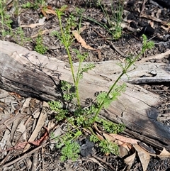 Daucus glochidiatus (Australian Carrot) at Hawker, ACT - 1 Nov 2025 by sangio7