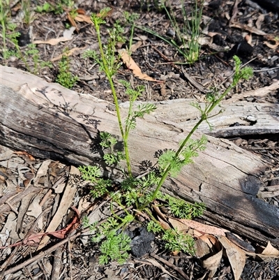 Daucus glochidiatus (Australian Carrot) at Hawker, ACT - 1 Nov 2025 by sangio7