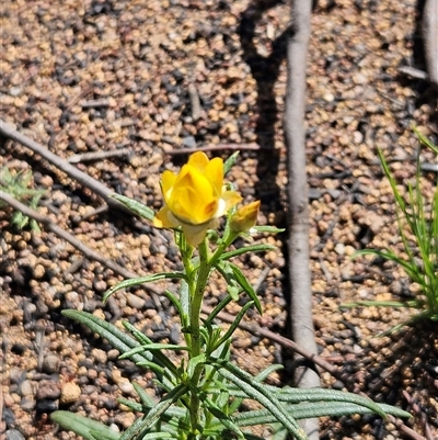 Xerochrysum viscosum (Sticky Everlasting) at Hawker, ACT - 1 Nov 2025 by sangio7