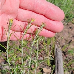 Chrysocephalum semipapposum (Clustered Everlasting) at Hawker, ACT - 1 Nov 2025 by sangio7