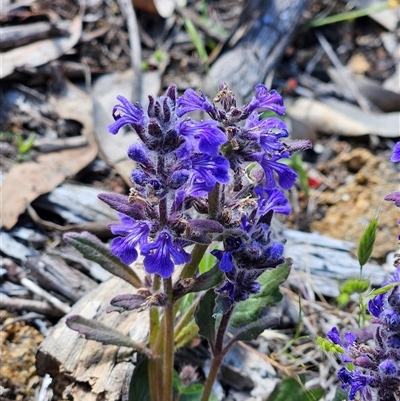 Ajuga australis (Austral Bugle) at Hawker, ACT - 1 Nov 2025 by sangio7