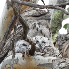 Podargus strigoides (Tawny Frogmouth) at Kambah, ACT - 25 Oct 2025 by LineMarie