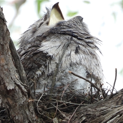 Podargus strigoides (Tawny Frogmouth) at Kambah, ACT - 28 Oct 2025 by LineMarie