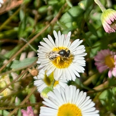 Lasioglossum (Chilalictus) sp. (genus & subgenus) (Halictid bee) at Aranda, ACT - 1 Nov 2025 by KMcCue