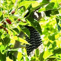 Eudynamys orientalis (Pacific Koel) at Aranda, ACT - 31 Oct 2025 by KMcCue