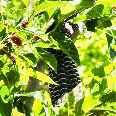 Eudynamys orientalis (Pacific Koel) at Aranda, ACT - 31 Oct 2025 by KMcCue